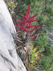 Tillandsia mooreana