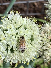 Allium cepa aggregatum