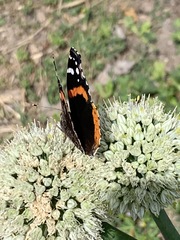 Allium cepa aggregatum