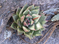 Echeveria agavoides