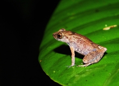 Leptobrachella juliandringi