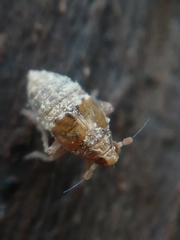 Megamelodes quadrimaculatus