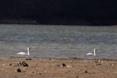 Cygnus columbianus columbianus