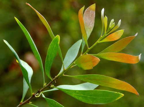 Willow-leaved hakea