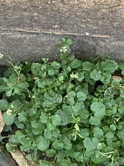 Cardamine flexuosa