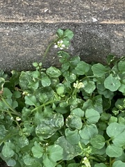 Cardamine flexuosa