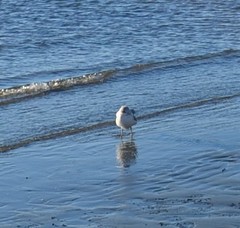 Larus brachyrhynchus