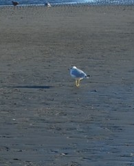 Larus brachyrhynchus