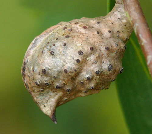 Willow-leaved hakea