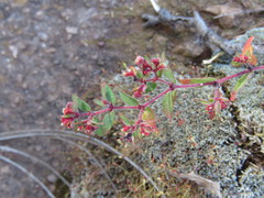 Euphorbia anychioides