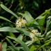 Hakea salicifolia - Photo (c) James Gaither, algunos derechos reservados (CC BY-NC-ND)