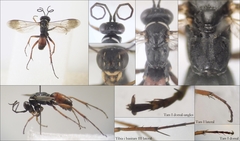 Agenioideus nubecula