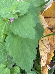 Lamium purpureum