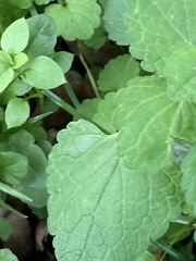 Lamium purpureum