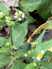 Galinsoga quadriradiata