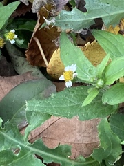 Galinsoga quadriradiata