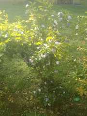 Brunfelsia australis