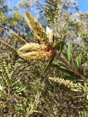 Callistemon