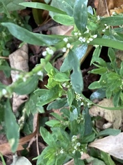 Polygonum aviculare
