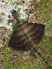 Draco quinquefasciatus
