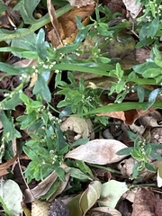Polygonum aviculare