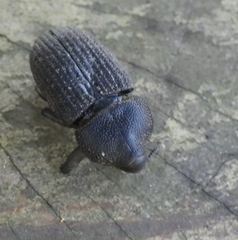 Homalinotus