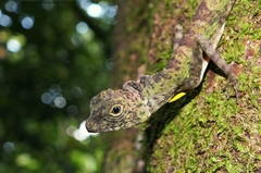 Draco quinquefasciatus