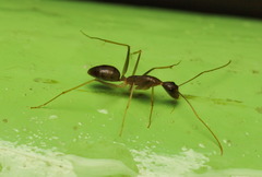 Camponotus carin