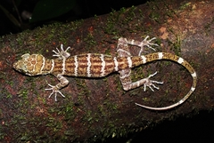 Cyrtodactylus malayanus