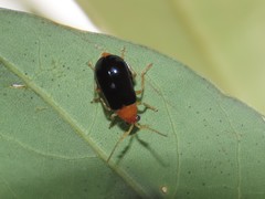 Aulacophora palliata