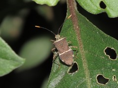Cletomorpha simulans