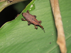 Metaprodioctes formosanus