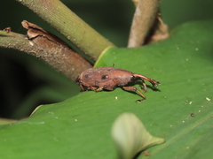 Metaprodioctes formosanus