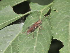 Thranius multinotatus