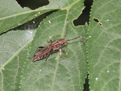 Thranius multinotatus