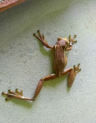 Trachycephalus mesophaeus