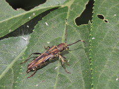 Thranius multinotatus