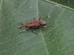 Metaprodioctes formosanus