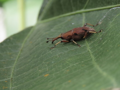 Metaprodioctes formosanus