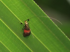 Nemophora sakaii