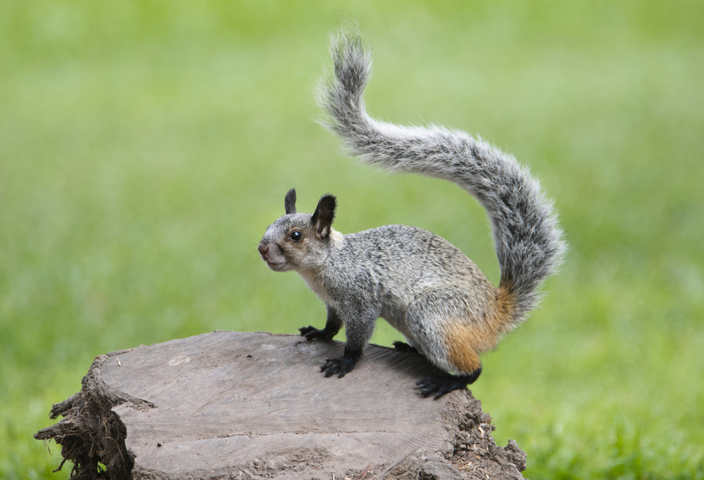 White-naped Squirrel, photo 1 of 10