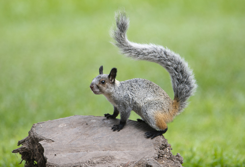 White-naped Squirrel (Sciurus nebouxii) — Data Deficient Mammalia