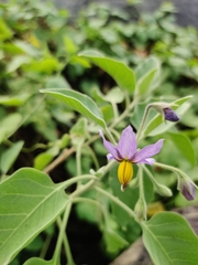 Solanum pubescens