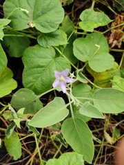 Solanum pubescens