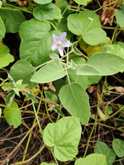 Solanum pubescens