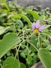 Solanum pubescens
