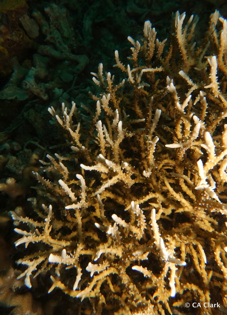 Briar Corals