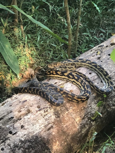 Australian Scrub Python sighting