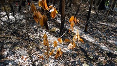 Neolitsea dealbata