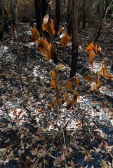 Neolitsea dealbata